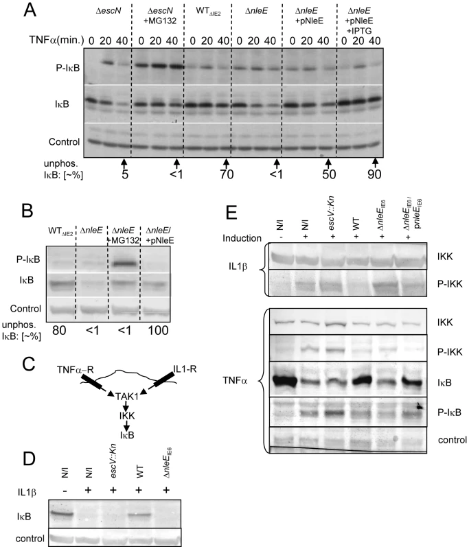 NleE inhibits IκB and IKKβ phosphorylation.