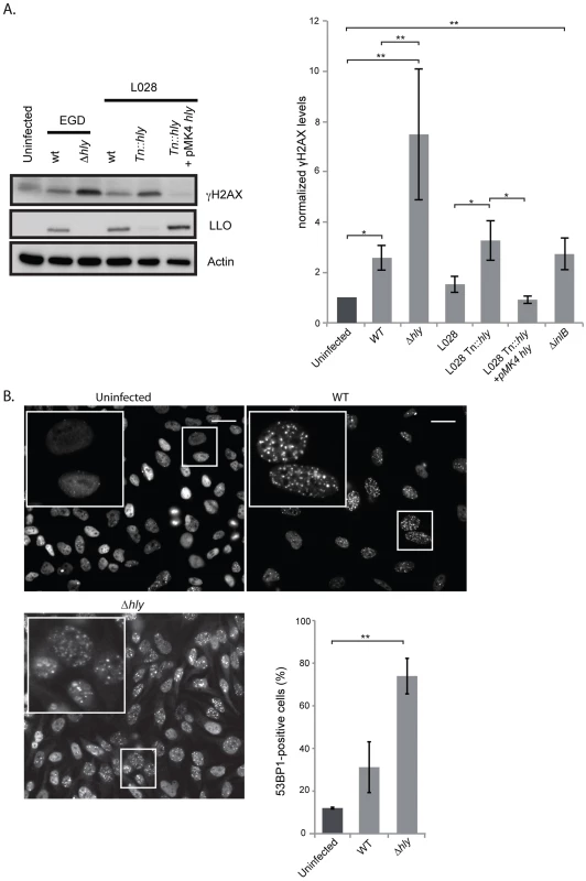 A <i>Δhly</i> mutant induces a higher DNA damage response than wild type <i>Listeria</i>.