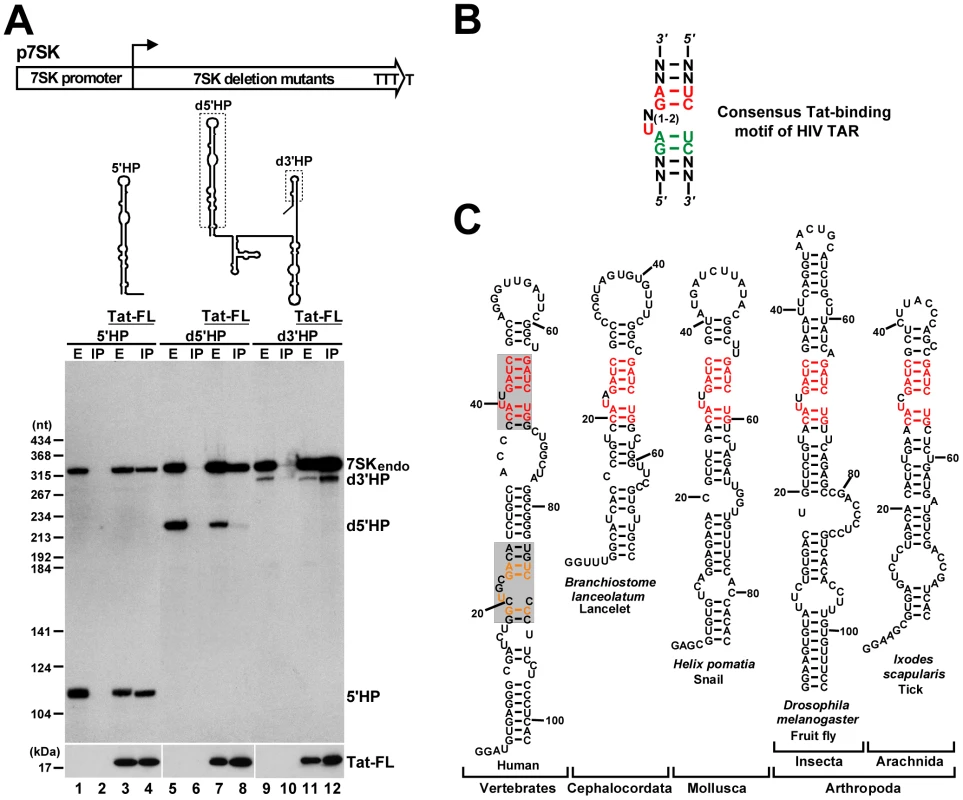 Identification of putative Tat-binding motifs in 7SK snRNA.