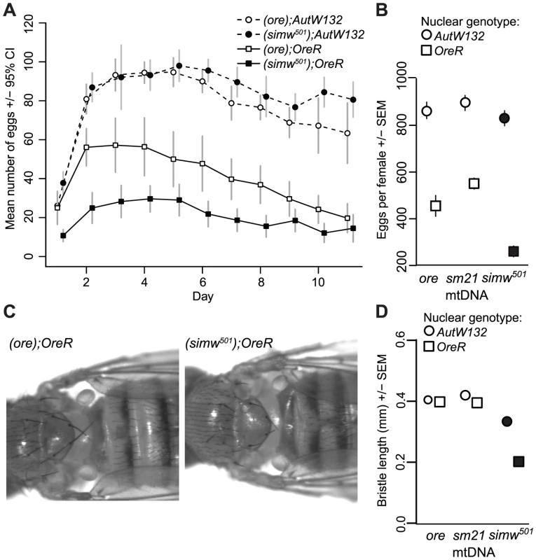 Effects of a mitochondrial–nuclear interaction on adult fecundity and sensory structures.