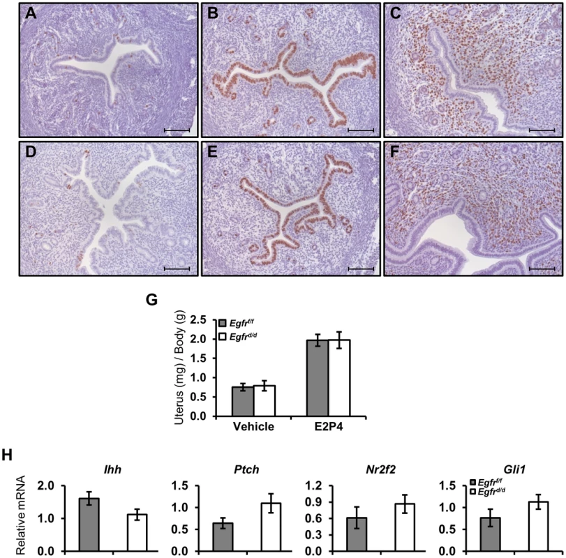 Ablation of <i>Egfr</i> does not alter delayed pregnancy proliferation or preimplantation markers.