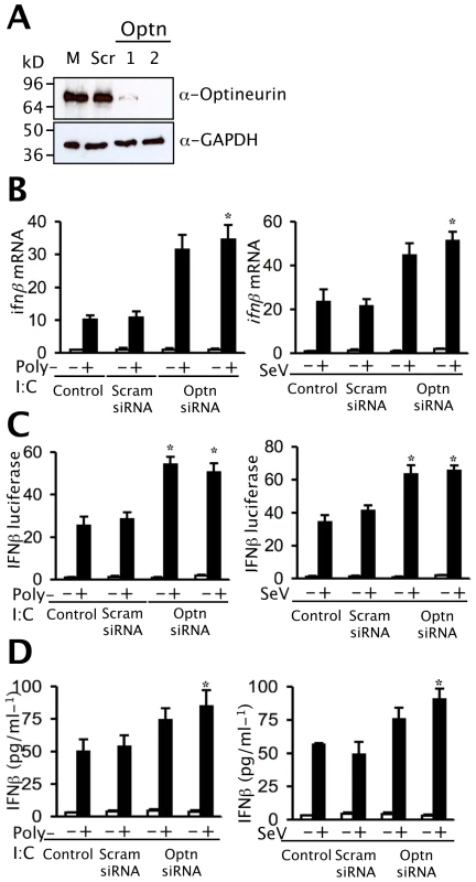 Depletion of optineurin enhances the induction of <i>ifnβ</i>.