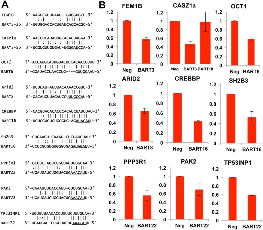 PAR-CLIP analysis of RISC binding sites in C666 cells identifies potentially pro-apoptotic mRNAs targeted by anti-apoptotic miR-BARTs.