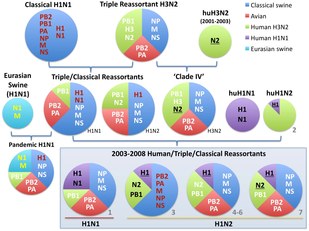 Evolutionary origins of H1 swine influenza viruses in North America.