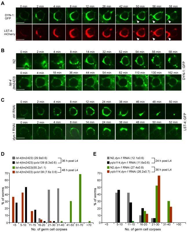LST-4 acts through DYN-1.