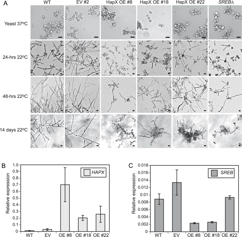 <i>HAPX</i> overexpression affects the phase transition in <i>B</i>. <i>dermatitidis</i>.