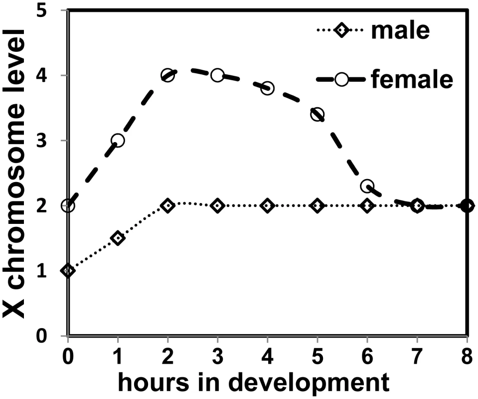 Model depicting X chromosome expression levels in the two sexes.