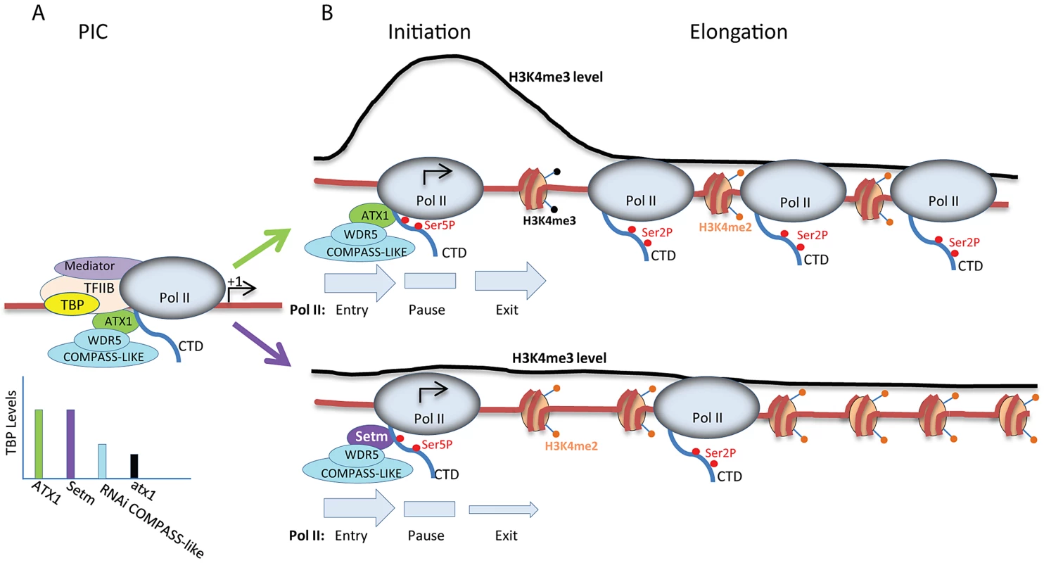 Model for the roles of ATX1/AtCOMPASS–like and H3K4me3 in transcription.