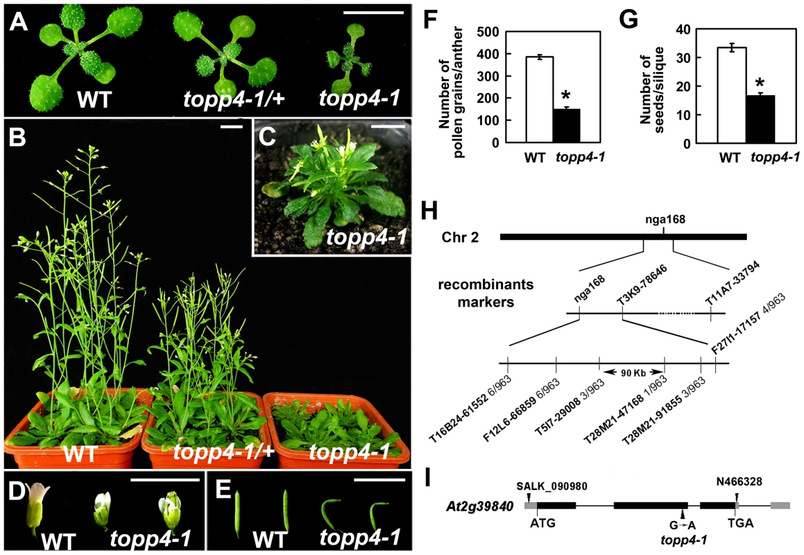 Extremely dwarfed phenotypes of the <i>topp4-1</i> mutant and map-based cloning strategy of the <i>topp4-1</i> locus.