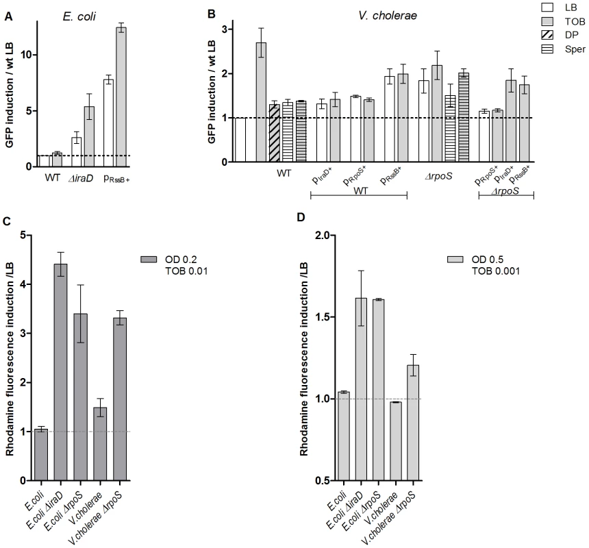 RpoS protects <i>E.</i>coli and <i>V. cholerae</i> from tobramycin-dependent SOS induction and ROS formation.