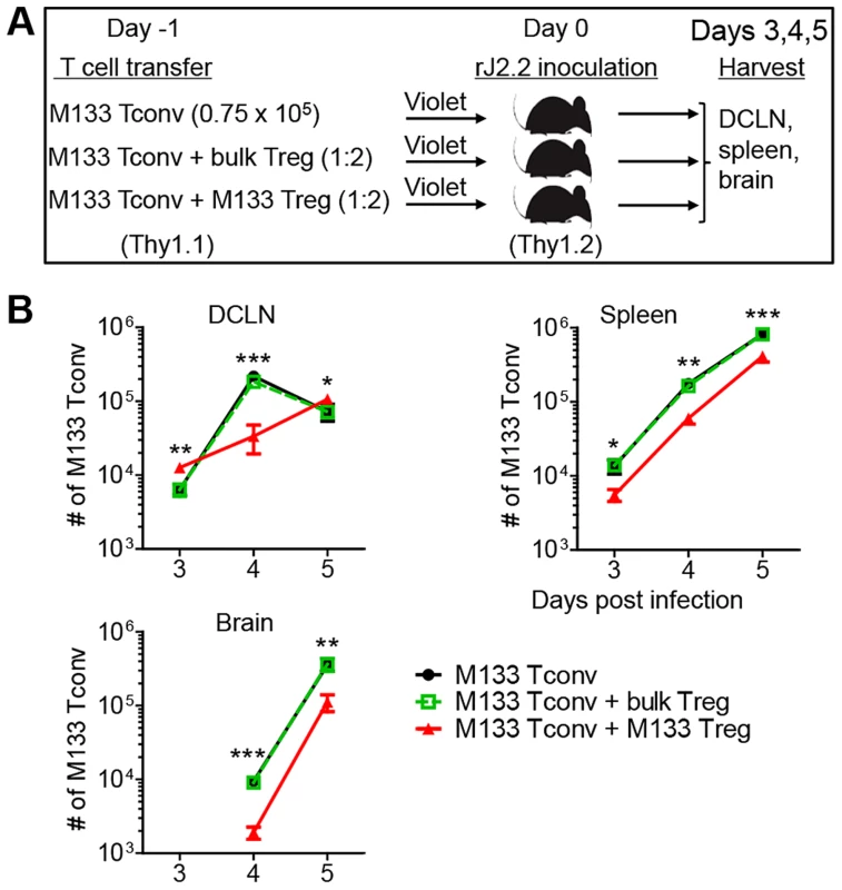 M133 Tregs modulate M133 Tconv accumulation in the DCLN, spleen and brain.