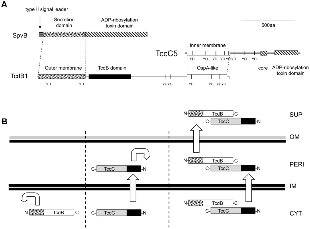 The predicted domain structure and function of B and C-subunits.