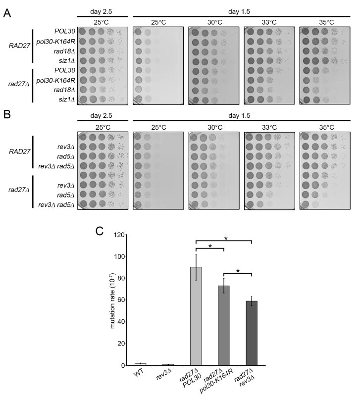 TLS and template switching are redundant in promoting <i>rad27Δ</i> viability.