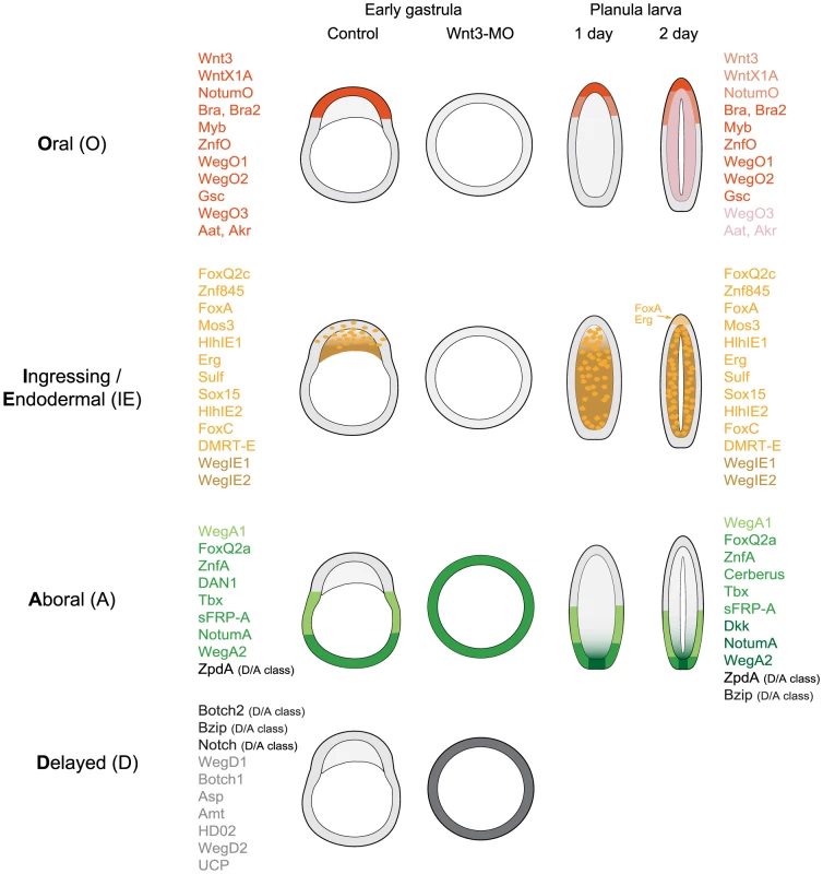 Summary of expression profiles observed for the analyzed transcripts.