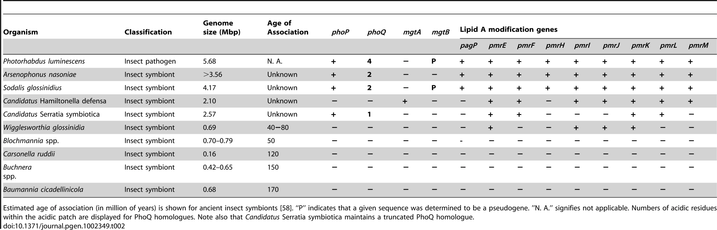 Distribution of <i>phoP</i>-<i>phoQ</i>, the magnesium transporters <i>mgtA</i> and <i>mgtB</i>, and lipid A modification genes among the insect pathogen <i>Photorhabdus luminescens</i> and recently derived and ancient insect endosymbionts.