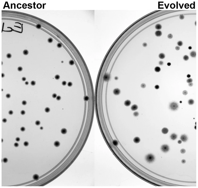 The underlying genetic diversity of the adapted populations is readily observed as phenotypic diversity, when plated on tetrazolium arabinose plates.