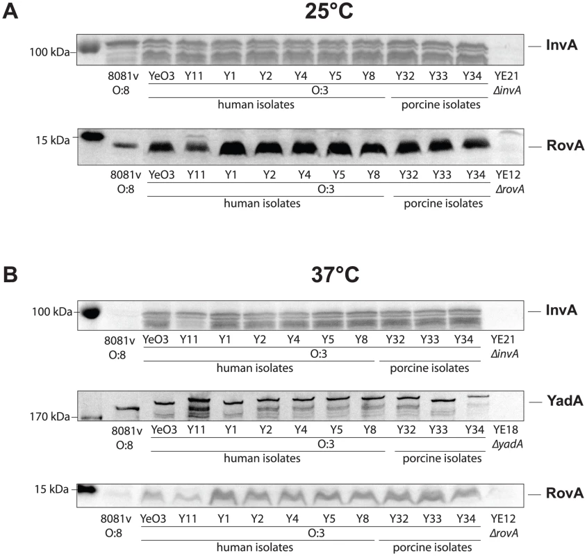 Expression analysis of <i>Y. enterocolitica</i> O:3 invasin, YadA, and RovA.