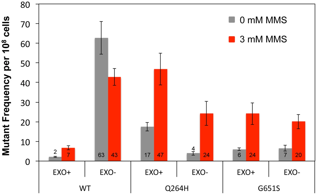 Q264H and G651S Mip1 variants were not significantly involved in mtDNA replication.