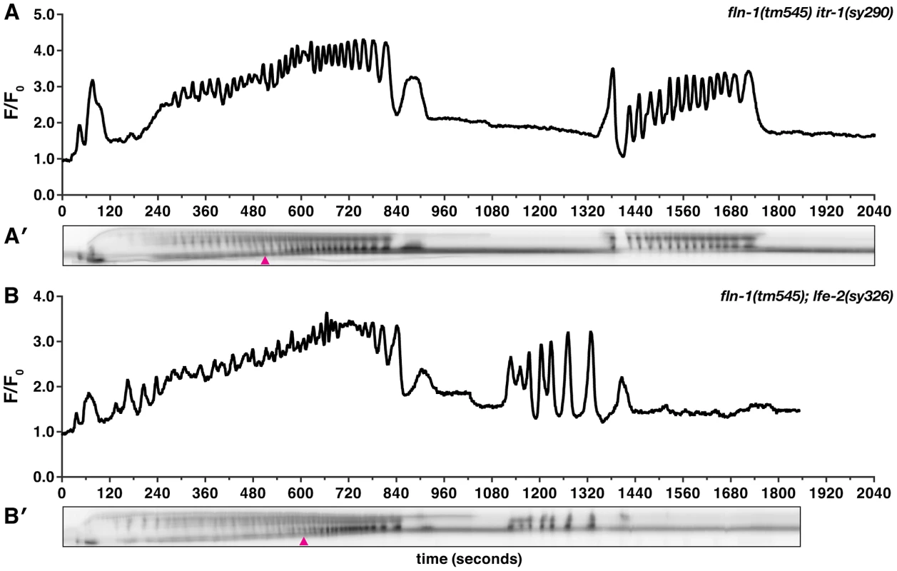 Increased IP<sub>3</sub> signaling suppresses the <i>fln-1(tm545)</i> calcium signaling defect.