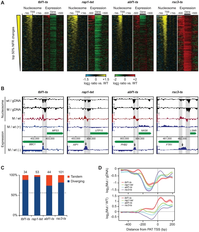 Disruption of nucleosome-excluding general transcription factors results in cryptic promoter transcripts.