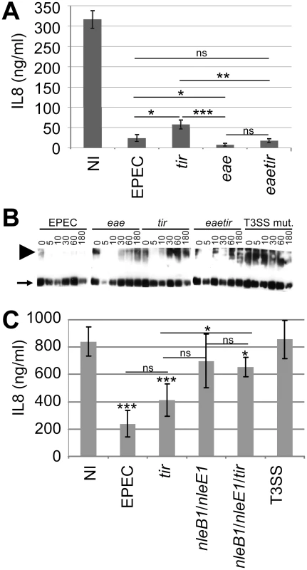 Non-essential contribution of Tir in the EPEC NF-κB inhibitory process.