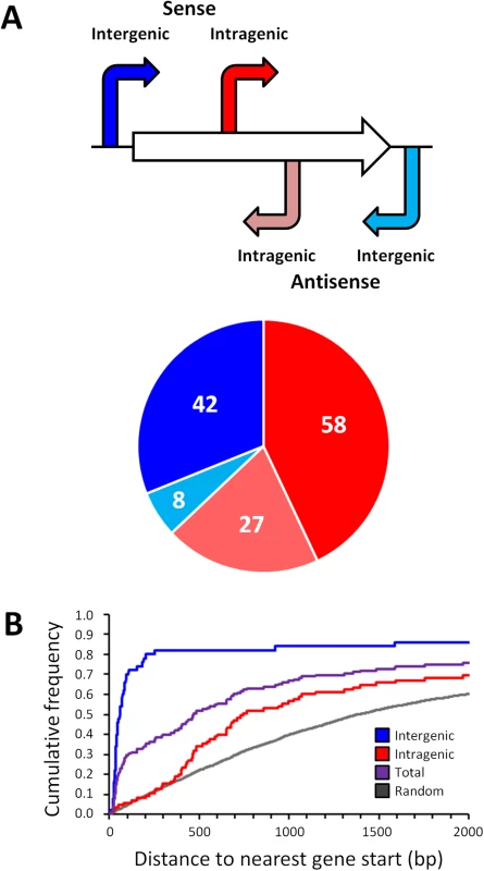 Distribution of σ<sup>54</sup> binding sites relative to gene position.