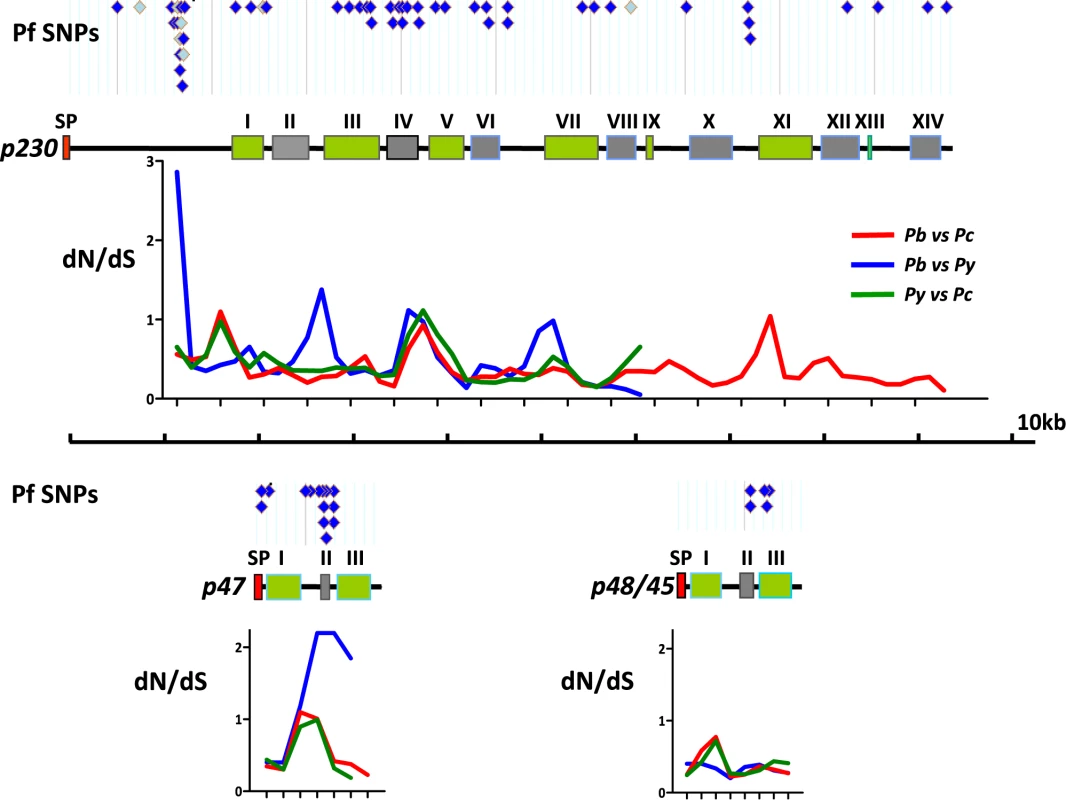 Polymorphisms and sequence divergence across <i>p230</i>, <i>p48/45</i> and <i>p47</i>.