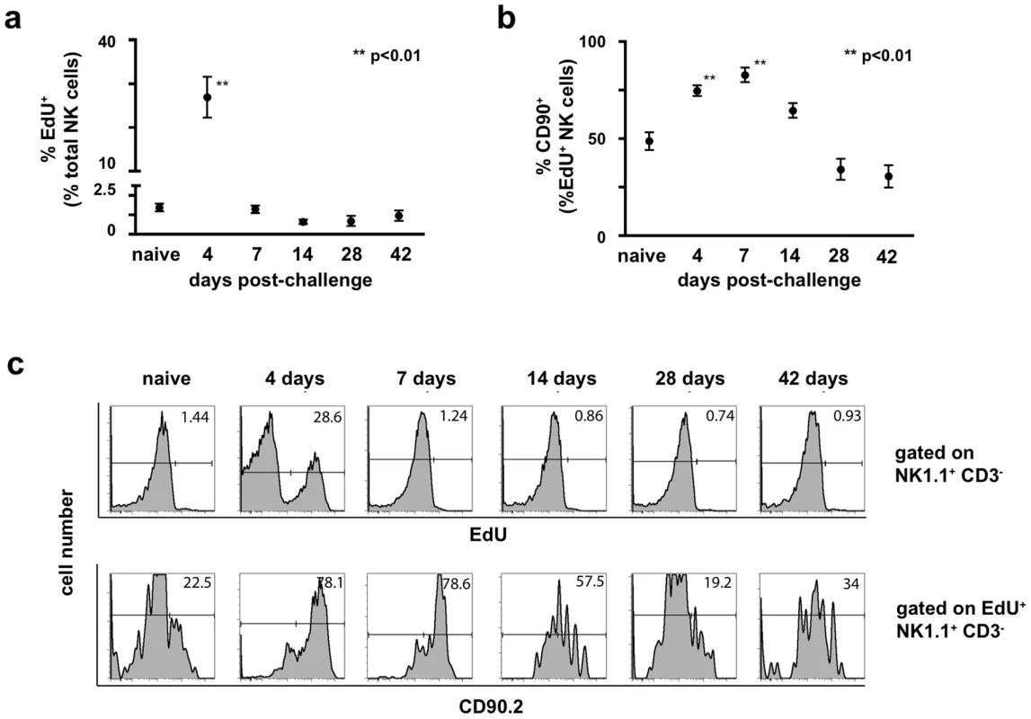 Expansion of the NK cell population post-challenge is driven by proliferation <i>in situ</i>.