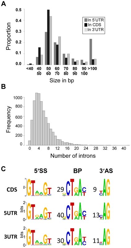 Introns in <i>C. neoformans</i> var. <i>grubii</i>.