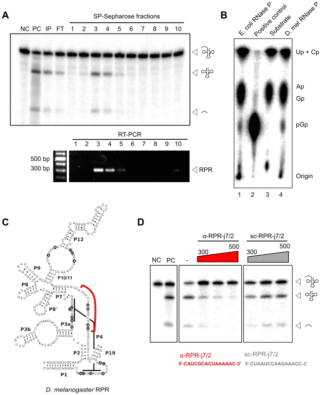<i>D. melanogaster</i> RPR co-purifies with RNase P and is required for its activity.