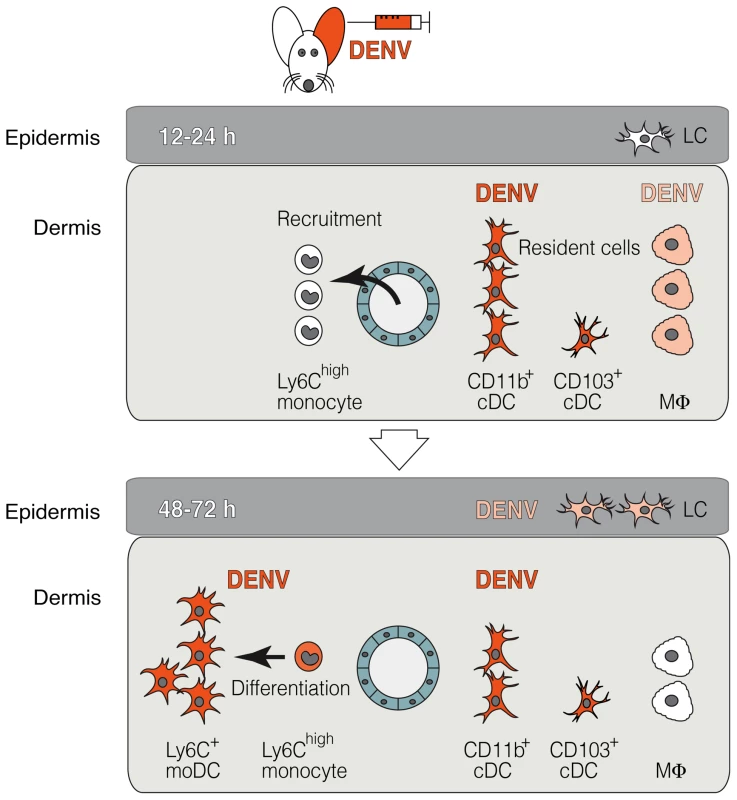 The two waves of DENV infection in the skin.