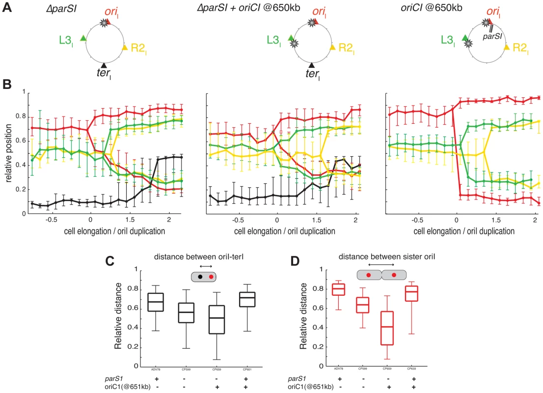 Disorganisation of chromosome I upon the ectopic <i>oriC1<sub>651 kb</sub></i> addition.
