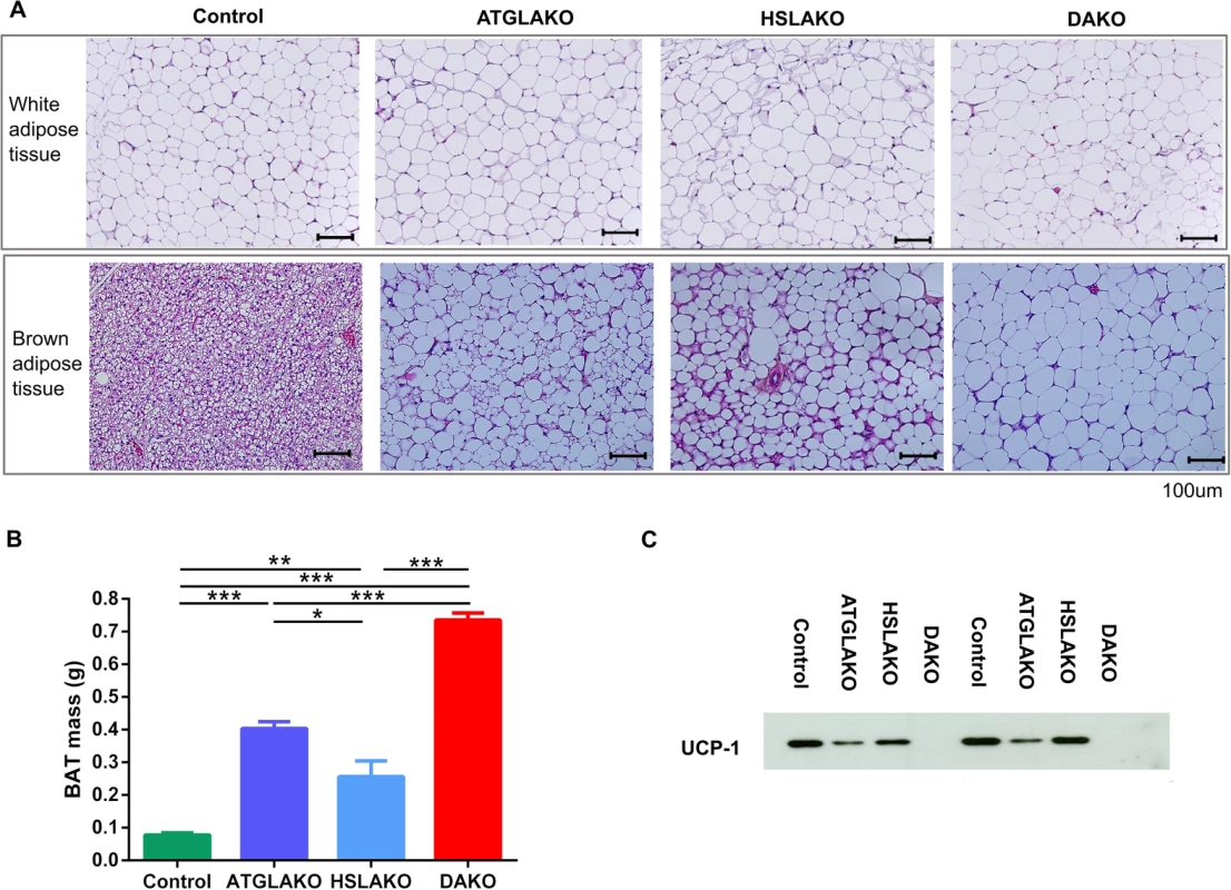 Tissue specific response related to genotype.