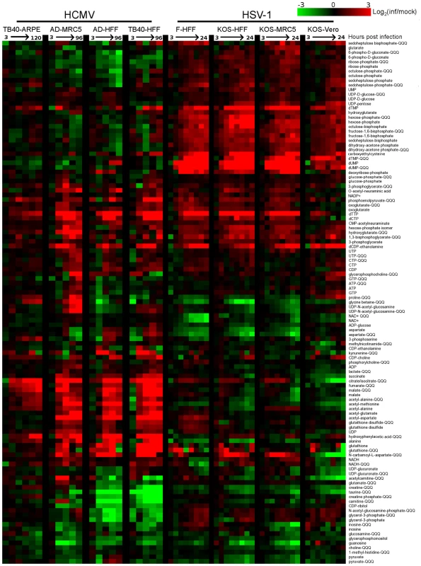 Divergent metabolic profiles of HCMV- and HSV-1-infected cells.