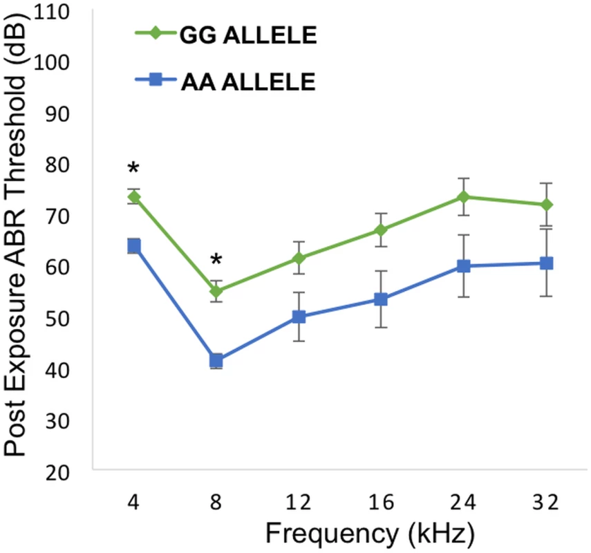 Genotypic effects of the peak SNP (rs33652818) at the <i>Nox3</i> locus.