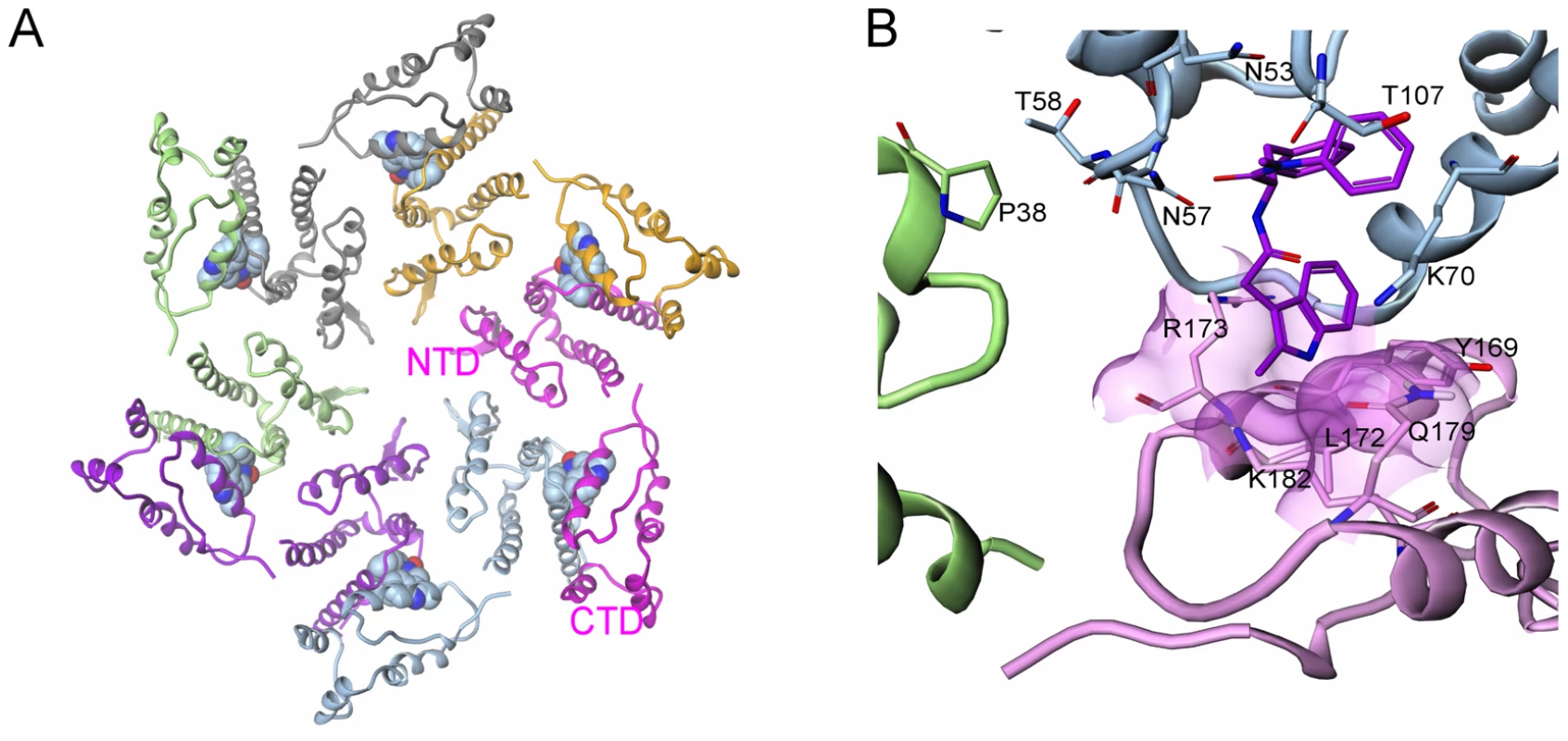 Model of inhibitor effects at the NTD-CTD interface.