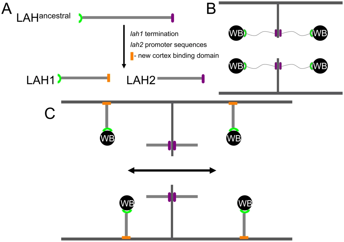 A dispersed septal plug (Woronin body [WB]) may facilitate rapid cytoplasmic streaming and hyphal growth in <i>N. crassa</i>.