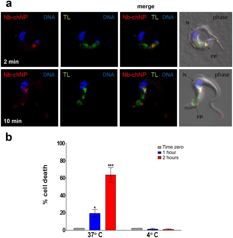Endocytosis of NbAn33-chNPs.