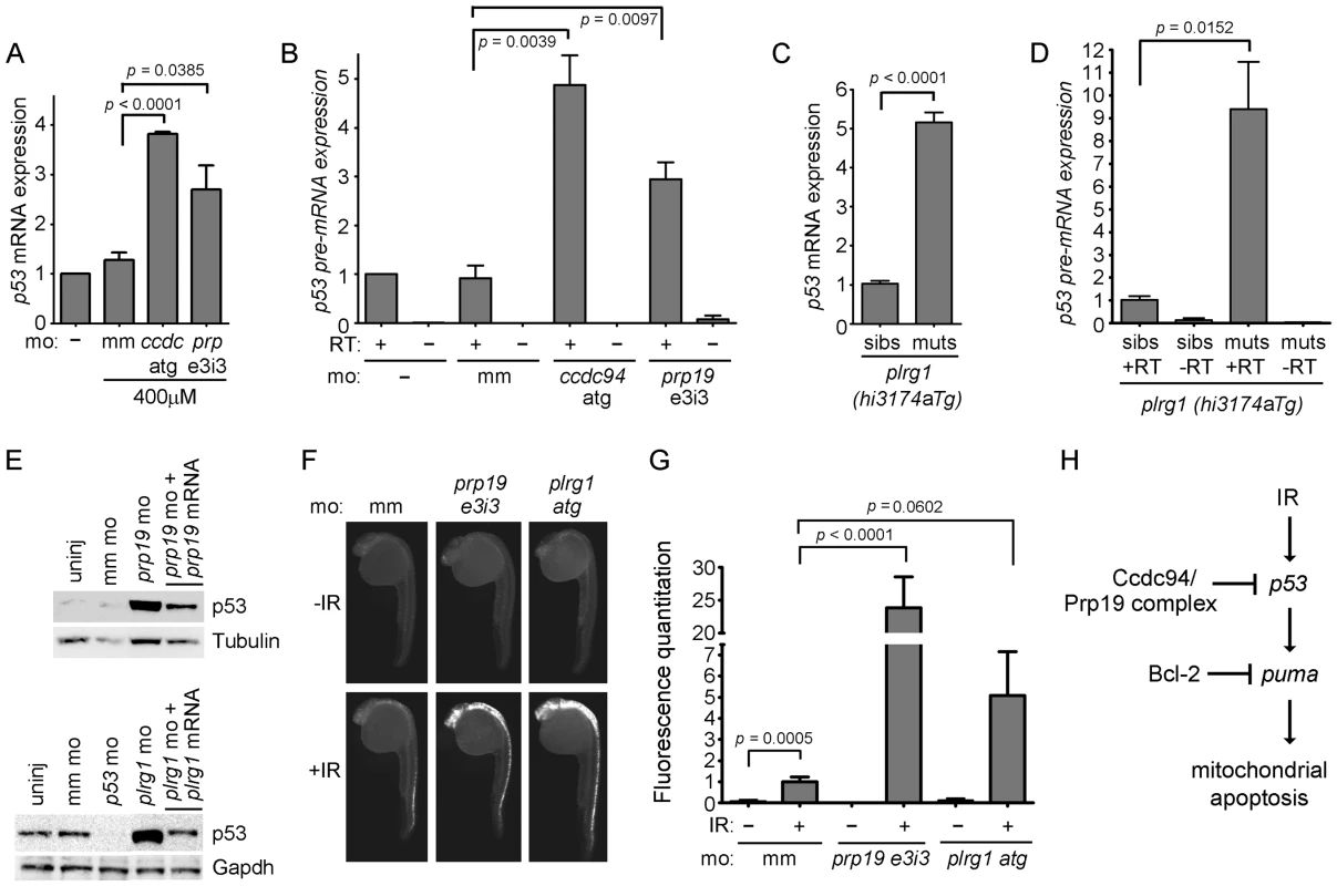 Loss of <i>prp19</i> or <i>plrg1</i> phenocopies, loss of <i>ccdc94</i>.