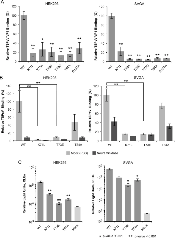 Cell binding and PsV infection of TSPyV mutants.