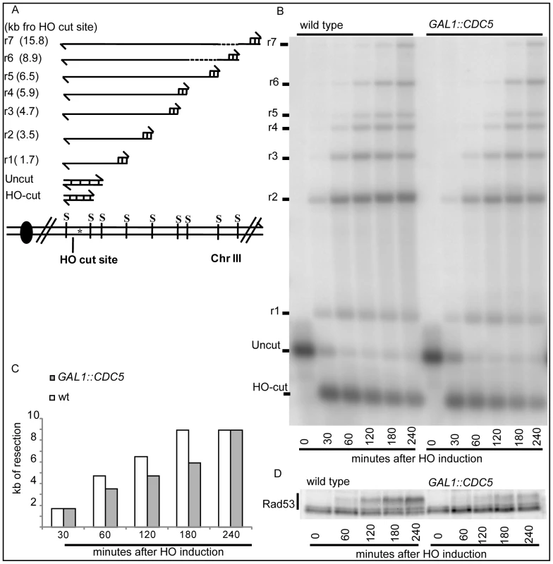 Overproduction of Cdc5 affects DSB processing.