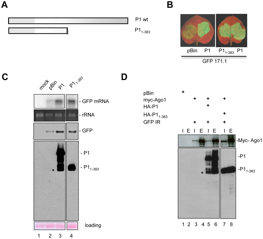 The N-terminal 383 amino acids bears the silencing suppressor domain of SPMMV P1.