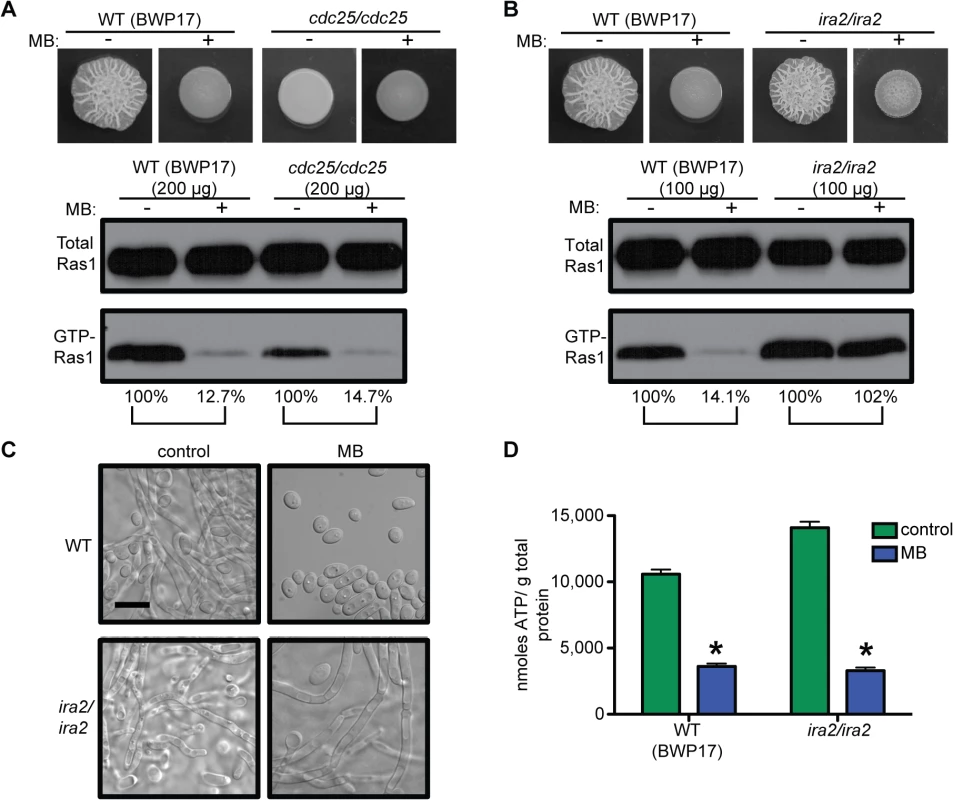 GTP-Ras1 decrease by MB is independent of the GEF Cdc25, but depends on the GAP Ira2.