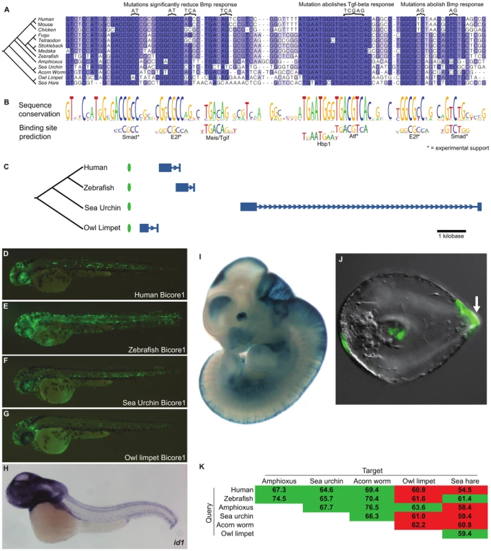 Bicore1 is a bilaterian conserved enhancer.
