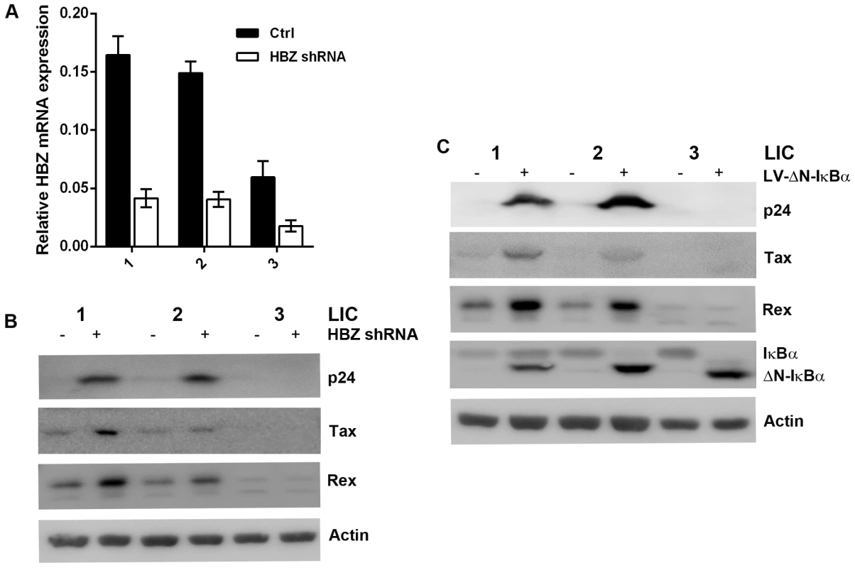 Knockdown of HBZ expression or strong inhibition of NF-κB reactivates latent HTLV-1.
