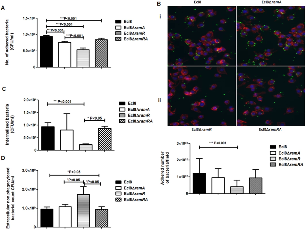 A: Attachment of <i>K. pneumoniae</i> Ecl8, Ecl8Δ<i>ramA</i>, Ecl8Δ<i>ramR</i> or Ecl8∆ramRA to murine macrophage RAW 264.7 cell line.