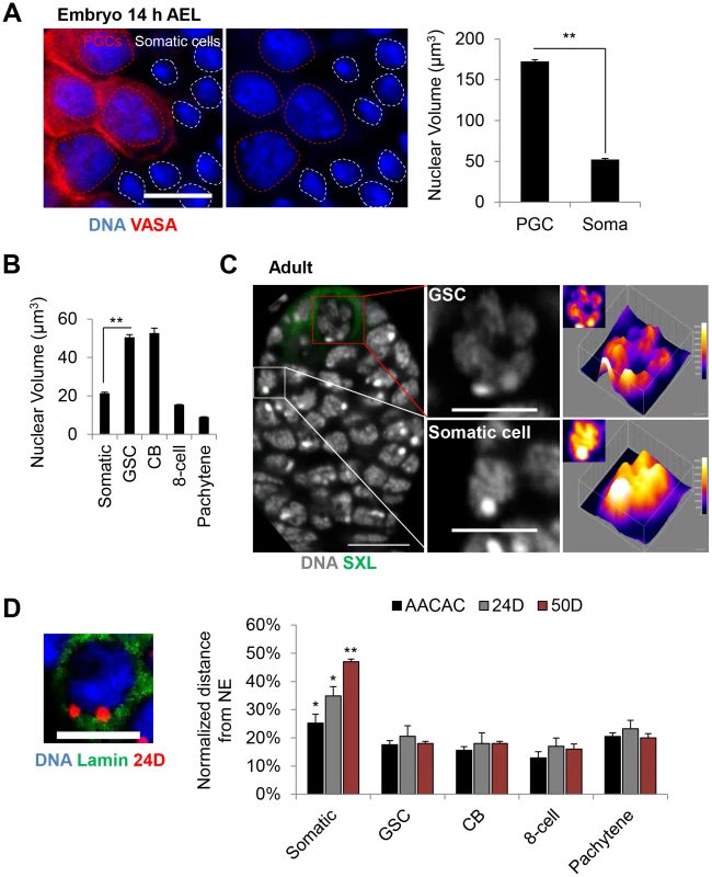 Germline progenitors contain large nuclear volumes with chromosomes juxtaposed to the nuclear envelope.