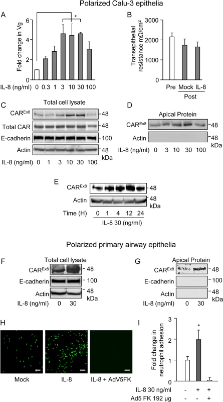 IL-8 increases the susceptibility of polarized airway epithelia to AdV entry, apical CAR<sup>Ex8</sup> protein expression, and neutrophil adhesion at the apical surface.