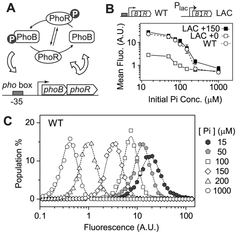Autoregulation of PhoB/PhoR amplifies the graded output response.