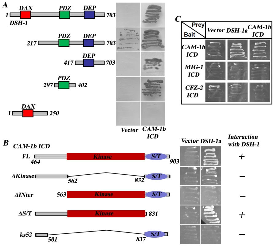The CAM-1 intracellular domain interacts with DSH-1.